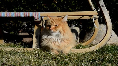 Nice ginger cat lying on the garden Stock Footage 72699754