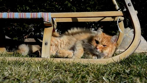 Nice ginger cat lying on the garden Stock Footage 72699762