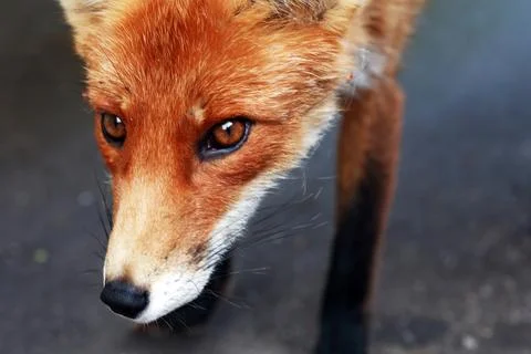 Nice Ginger Fox Stock Photos