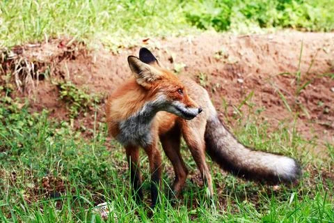 Nice Ginger Fox Stock Photos