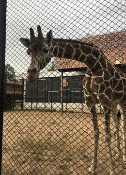 Nice giraffe in the zoo Stock Photos