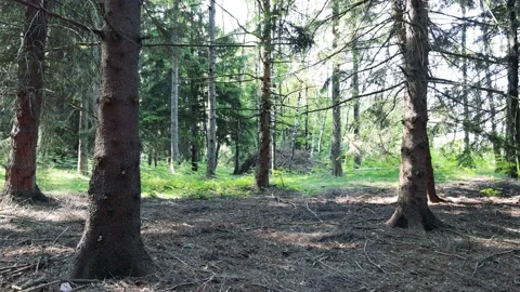 Nice Glimpse of the Woods Stock Footage 161816645