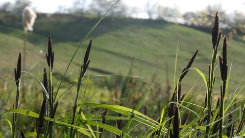 Nice grass blooming at early spring near the river. Stock Footage 107192553