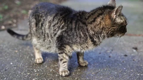 Nice gray cat eats food on the street Stock Footage 234430282