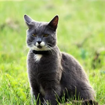 Nice gray single cat with yellow eyes is posing outdoors on a sunny day. Stock Photos