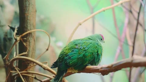 Nice green bird with pink dot on the head Stock Footage 157594277