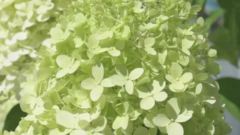 Nice green blossom of hydrangea bush  flowering in garden at sunny day. macro fo Stock Footage 247141784