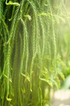 Nice green branches hang Stock Photos