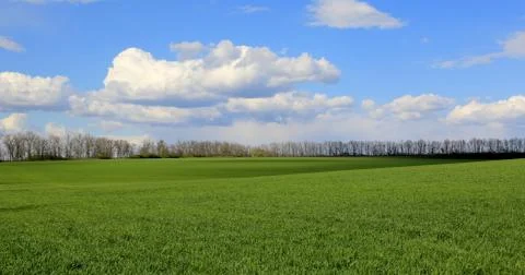 Nice green field in spring day Stock Photos