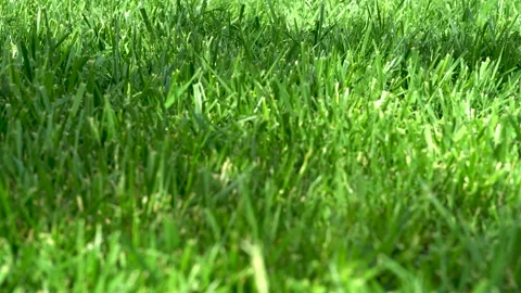 Nice Green Grass for Background, Close-Up. Stock Footage 131087672