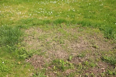 Nice green grass with big circe with just sown grass, mostly with just dirt a Stock Photos
