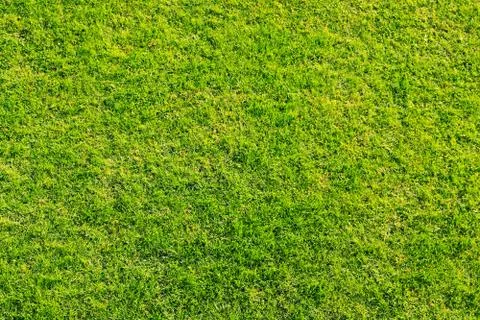 Nice Green Grass Stock Photos
