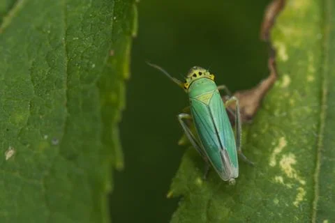 Nice green insect although with several colours Stock Photos