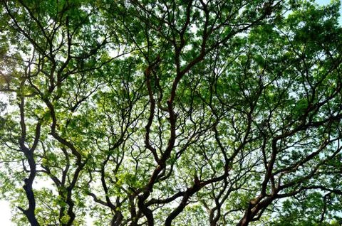 Nice green leaf and tree canopy Stock Illustration