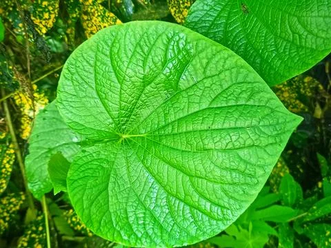 Nice Green leaf  Stock Photos