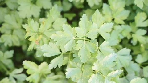 Nice green Parsley moving by wind Stock Footage 129505563
