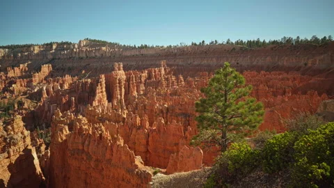 Nice green pine tree in the foreground at Sunset Point at Bryce Canyon Stock Footage 208957066