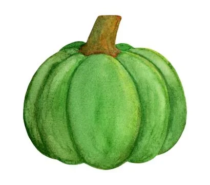 Nice green pumpkin. Winter squash harvest Stock Illustration