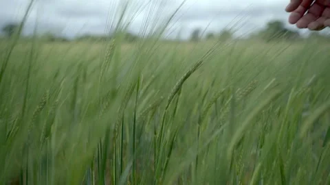 A nice green rye sprouts flutter in the wind in slowmotion Stock-Footage 134786101
