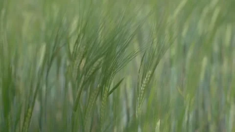 A nice green rye sprouts flutter in the wind in slowmotion Stock-Footage 134786134