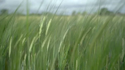 A nice green rye sprouts flutter in the wind in slowmotion Stock-Footage 134786143