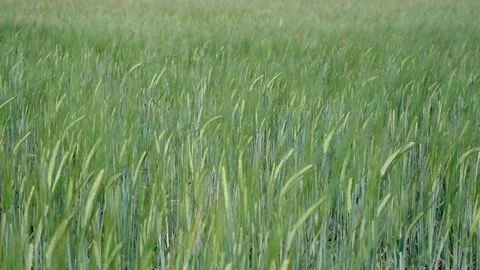 A nice green rye sprouts flutter in the wind in slowmotio Stock-Footage 134786202