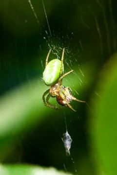 Nice green spider with dots on body sitting on his web Stock Photos