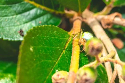 Nice green spider with dots on body sitting on green leaf Stock Photos