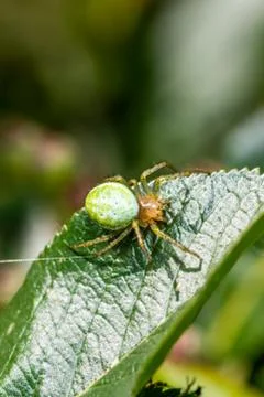 Nice green spider with dots on body sitting on green leaf Stock Photos