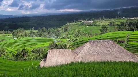 Nice green view of rice fields with the hut Stock Photos