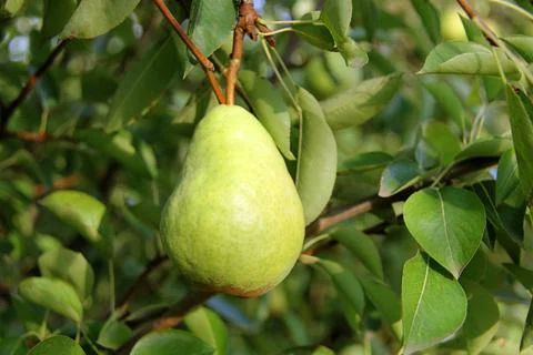 Nice Green William Pear on Tree Branch Stock Photos