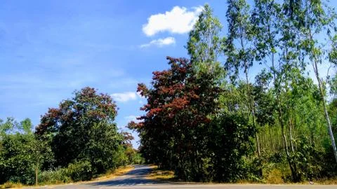 Nice greenery 写真素材