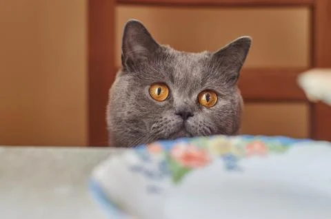Nice grey cat sitting at the table Stock Photos