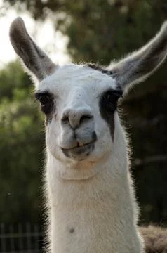 Nice grin Stock Photos