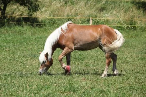 Nice haflinger with boots Stock Photos