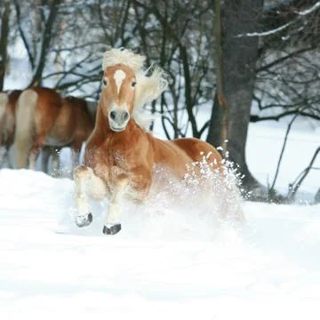 Nice haflinger with long mane running in the snow Stock Photos