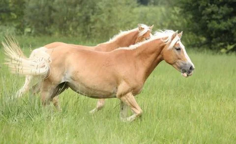 Nice haflinger running in freedom Stock Photos