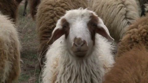 Nice Head of Sheep Stock Footage 46056914