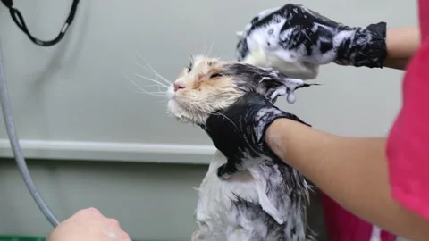 Nice head to tummy bath massage in cat spa Video stock 169843070