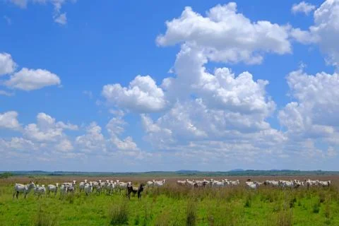 Nice herd of free range cows cattle on pasture, Paraguay Stock Photos