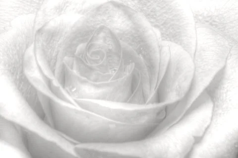 Nice high key rose 스톡 사진