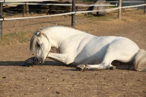 Nice horse rolling Stock Photos