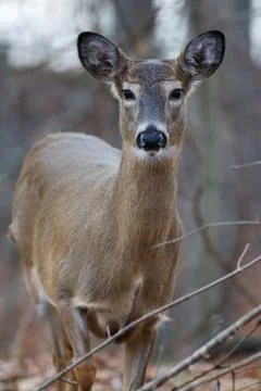Nice image with a wild deer Stock Photos