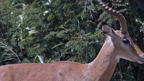 Nice impala (antelope) walking off the frame in the akagera national park. Stock Footage 112212931