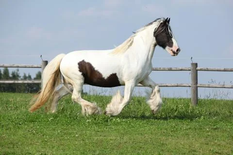 Nice irish cob running Stock Photos