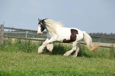 Nice irish cob running Stock Photos