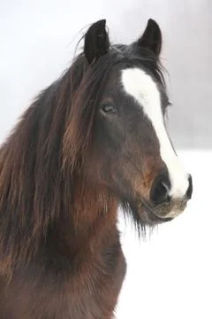 Nice irish cob in winter Stock Photos