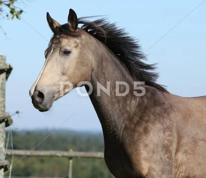 Nice kinsky horse running in autumn Stock Photos