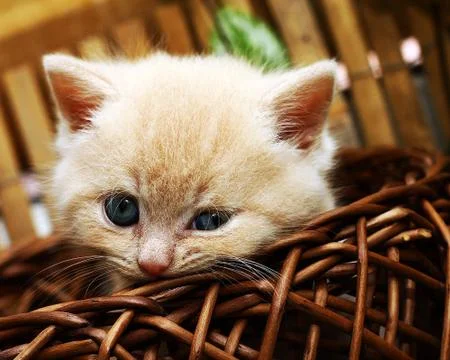 Nice kitten in the basket Stock Photos