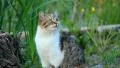 Nice kitten HD Footage